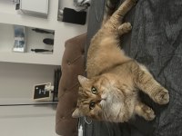 Şecereli Golden Scottish straight Kedim