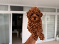 Mersin Pomeranian Boo Orjinal Yavrular