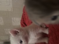 2 aylık beyaz erkek british shorthair