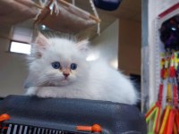 British longhair erkek
