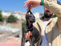 King siyah kızıl doberman yavrular