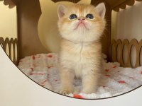 Safkan british shorthair golden ny12 yavrular