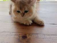 Şecereli british longhair yavrular sahiplendirilecektir