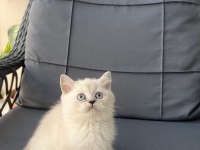 British shorthair yavrular