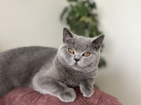 Ayı kafa british shorthair