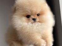 POMERANİAN BOO AYI SURAT YAVRULARİMİZ