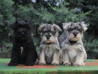 Secereli Schnauzer Yavrular
