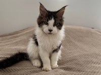 Nadir renklerde safkan maine coon yavruları