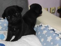 Siyah pug bebekler