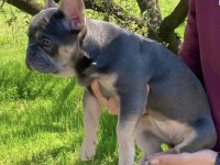 Blue And Tan French Bulldog Choco, Isabella, Fluffy Carrier
