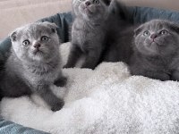 Scottish Fold yavrular