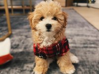 EV ORTAMINA EN UYGUN IRK MALTİPOO YAVRULAR