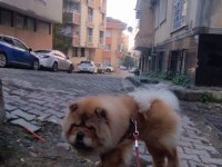 Chow chow köpeğimiz 2.5 yaşında erkek gibi erkek