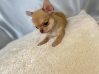 karamel chihuahua (şivava) kardeşler