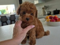 Aşılı Sağlıklı Toy Poodle Yavrular