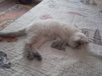 Scottish fold