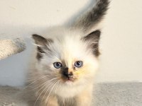 Seal Tortie Mitted Ragdoll Yavrular