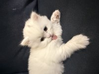 British shorthair yavru