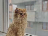 Çiftleştirme Erkek Kedim
