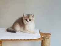 Safkan anne baba şecereli british shorthair ay11 kodunda