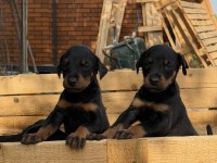 DOBERMAN YAVRULARI