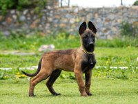 Fcı/Kıf Şecereli Şampiyon Kan Hattı Malinois Yavrular