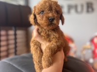 İçinizi ısıtan toy poodle bebekler