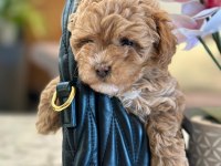 Maltipoo Bebeklerimiz Gelmiştir