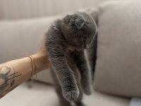 Scottish fold kedimizi sahiplendiriyoruz.
