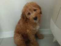 Toy poodle 3 aylık