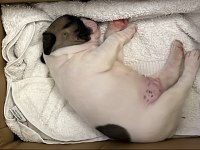 French buldog 1.5 aylık
