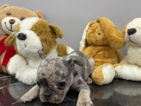 ÜST DÜZEY KALİTEDE FLUFFY TAŞIYICI BEBEKLER