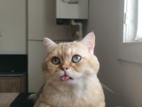 British shorthair 2 yaşında erkek