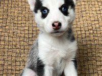 HARİKA MASMAVİ GÖZ HUSKY YAVRULAR