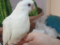 Yeme Düşmüş 2 Adet Albino Yavru Sultan Papağanı