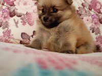Uygun pomeranian yavrular