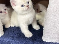 Yeni kedilerimiz yeni yuvalarına gitmeye hazırlar