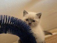 Müthiş Güzellikte Blue Point British Shorthair Kızımız