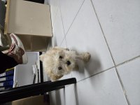 Dişi maltipoo