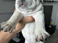 EGZOTİK FRENCH BULLDOG YAVRULAR