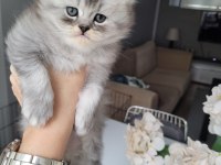 ÜST KALİTE BRİTİSH LONGHAİR YAVRULARIM TESLİME HAZIR!!!