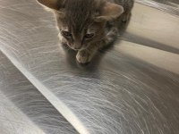 KOCAELİ ÜÇ PATİLİ FABRİKA KEDİCİĞİNE YUVA ARIYORUZ