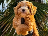 Kore Maltipoo