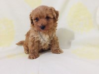 Teacup maltipoo yavrularım orijinal