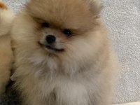 Orange Pomeranian Boo