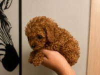 Toy Poodle Yavru Erkek Ve Dişi Yavrular Ücretsiz Teslimat