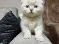 Scottish Fold Yavrularımız