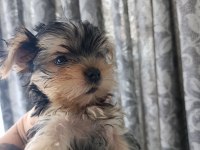 2 Aylık Yorki Bebek Köpekler