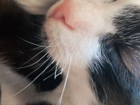 ACİL YUVA ARANIYOR KEDİMİZE