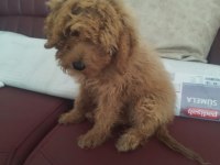 Aşıları yapılmış 3.5 aylık poodle